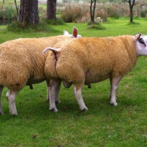 wholesale Texel sheep supplier