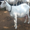 wholesale Laoshan goat Supplier