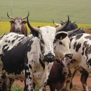 Wholesale Nguni cattle Supplier