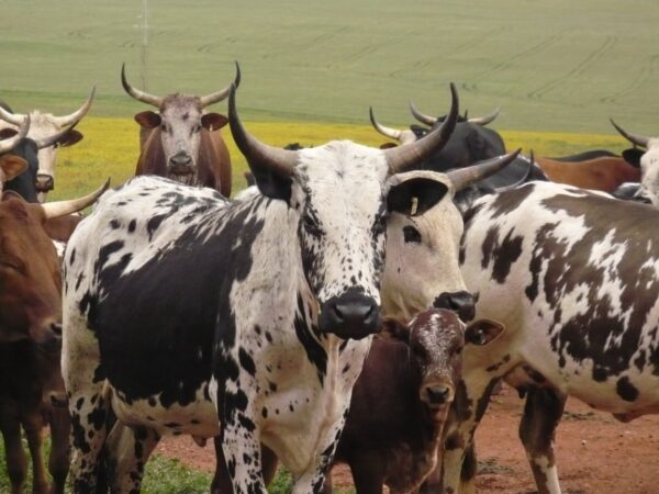 Wholesale Nguni cattle Supplier