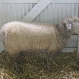 Wholesale Romney Sheep Supplier