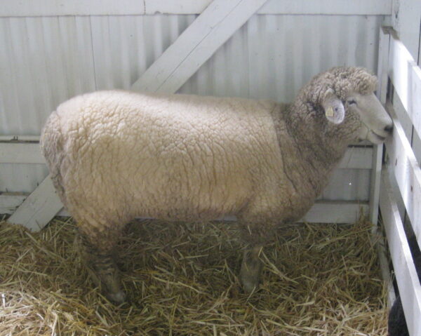 Wholesale Romney Sheep Supplier