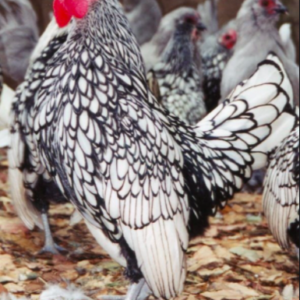 Wholesale Sebright Chicken Supplier