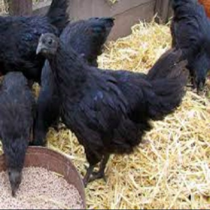 wholesale Ayam Cemani supplier