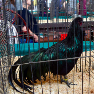 wholesale Sumatra Chicken Supplier