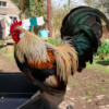 wholesale Dutch Bantam supplier