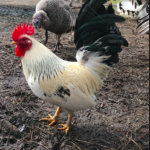 wholesale Dutch Bantam supplier