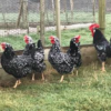 wholesale Ancona chicken supplier