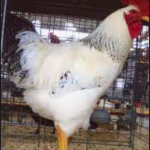 wholesale Delaware chicken supplier