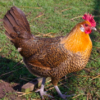 wholesale Campine chicken supplier