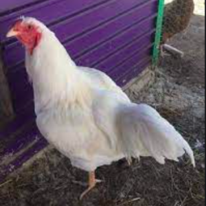 wholesale Chantecler chicken supplier