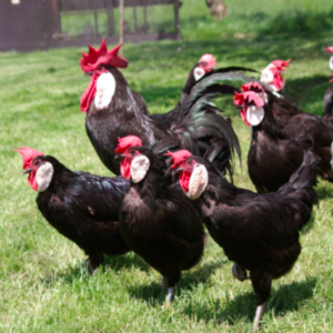 wholesale Minorca chicken supplier