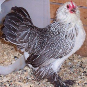 wholesale Barbu d'Uccle chicken