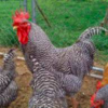 wholesale Plymouth Rock chicken