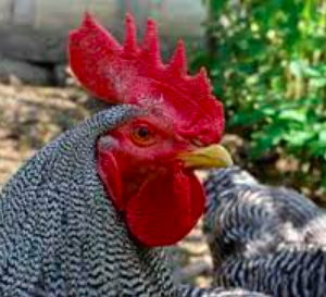 wholesale Plymouth Rock chicken