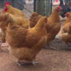 wholesale Orpington chicken supplier