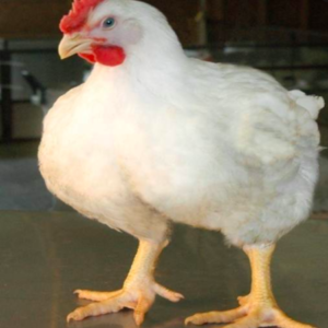 wholesale Cornish chicken suppliers