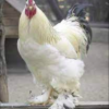 wholesale Brahma chicken supplier