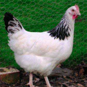 wholesale Sussex chicken supplier