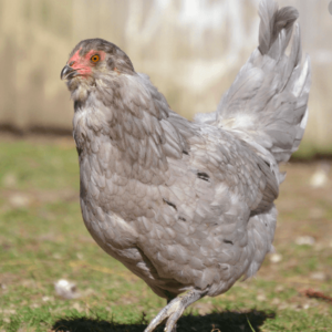 wholesale Araucana chicken supplier