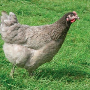 wholesale marans chicken supplier