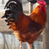 wholesale New Hampshire chicken