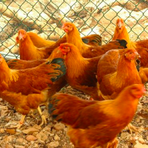 wholesale New Hampshire chicken