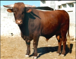 Wholesale Retinta Cattle