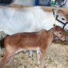 wholesale miniature zebu