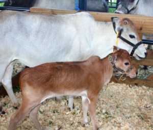 wholesale miniature zebu