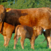 Wholesale North Devon Cattle