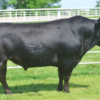 wholesale Japanese Black cattle