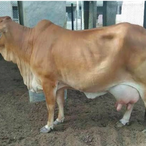 wholesale Rathi Cow