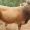 Wholesale N'Dama Cattle