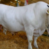 Wholesale Marchigiana Cattle