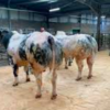 wholesale Belgian Blue Cattle