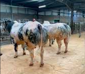 wholesale Belgian Blue Cattle