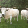 wholesale White Park Cattle