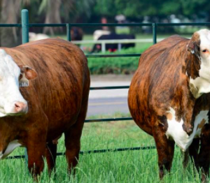 wholesale Braford Cattle