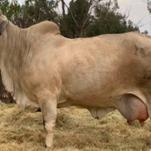 wholesale Brahman Cattle