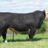 wholesale Black Hereford supplier