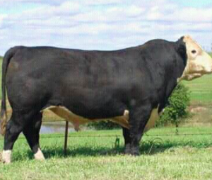 wholesale Black Hereford supplier