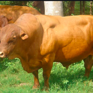 wholesale Senepol Cattle