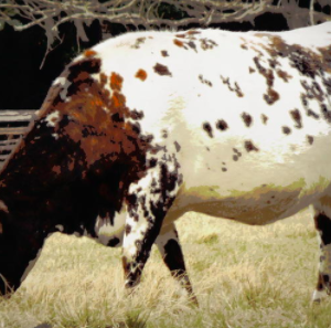 wholesale Florida Cracker cattle