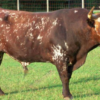 wholesale Florida Cracker cattle