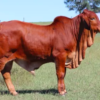 wholesale Boran cattle