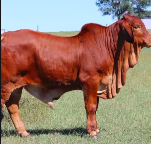 wholesale Boran cattle