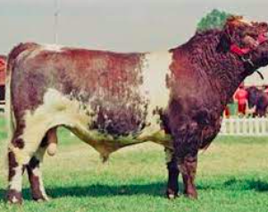 wholesale sussex cattle supplier