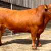 wholesale South Devon cattle