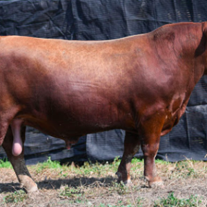 wholesale Red Angus supplier